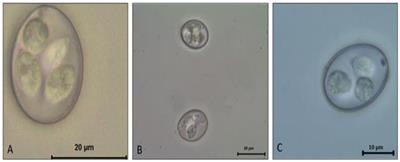 Overview of Poultry Eimeria Life Cycle and Host-Parasite Interactions